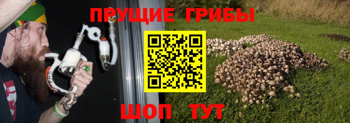 Галлюциногенные грибы Psilocybe Нальчик